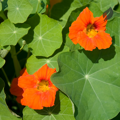 12 Best Flower Seeds To Plant During Spring - Ed's Plant Shop