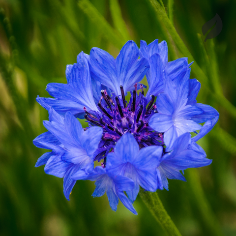 12 Best Flower Seeds To Plant During Spring - Ed's Plant Shop