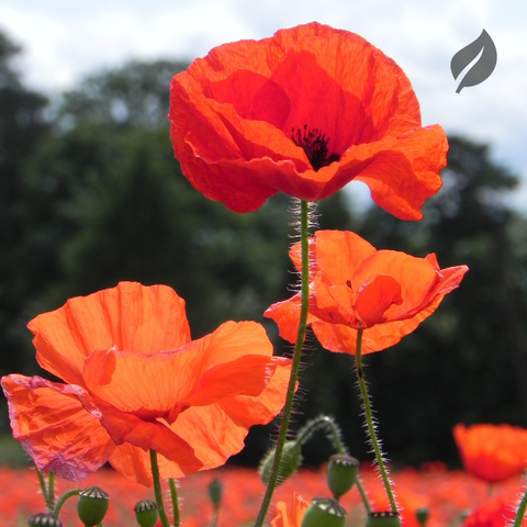 12 Best Flower Seeds To Plant During Spring - Ed's Plant Shop
