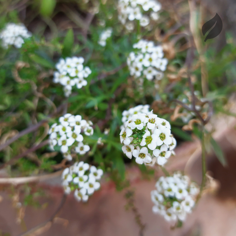 12 Best Flower Seeds To Plant During Spring - Ed's Plant Shop