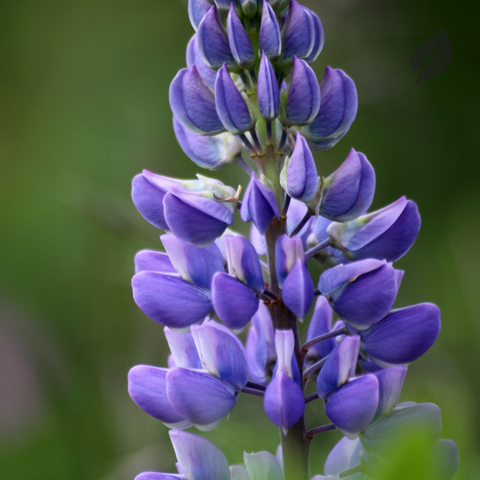 12 Best Flower Seeds To Plant During Spring - Ed's Plant Shop