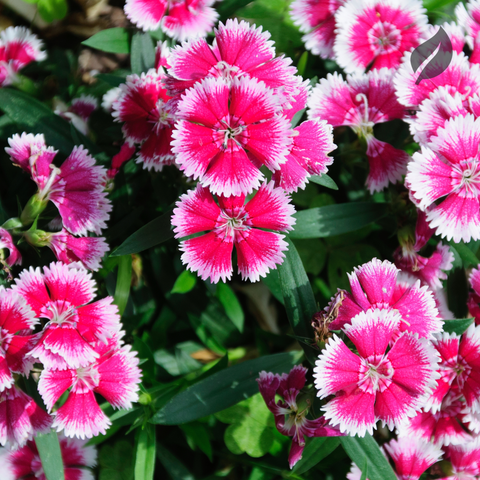 12 Best Flower Seeds To Plant During Spring - Ed's Plant Shop