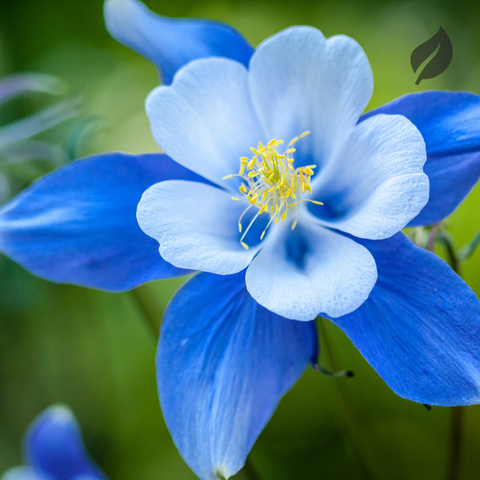 12 Best Flower Seeds To Plant During Spring - Ed's Plant Shop