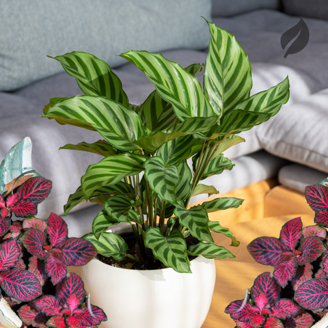 Calathea and Fittonia Plants