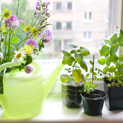 Herb Plant On Windowsill