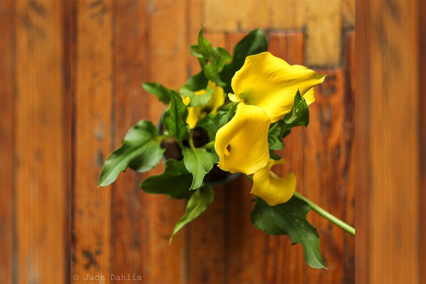 12 Best Flower Seeds To Plant During Spring - Ed's Plant Shop