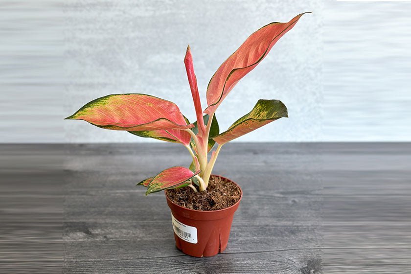 Aglaonema plant with patterned foliage displayed in soft indoor light