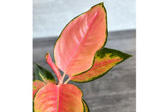 Pink Perfection Chinese Evergreen