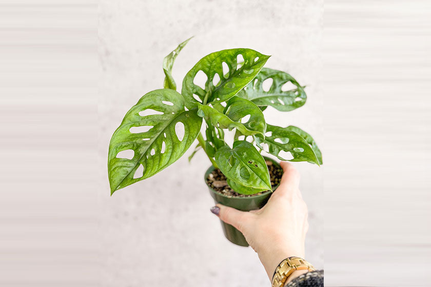 Swiss Cheese Plant Foliage