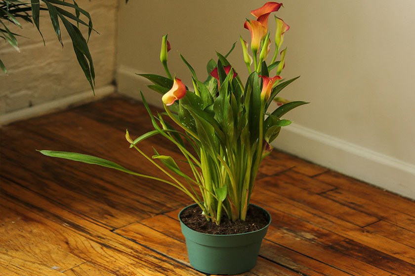 12 Best Flower Seeds To Plant During Spring - Ed's Plant Shop