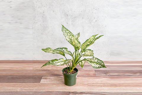 Snow Drift Chinese Evergreen Plant