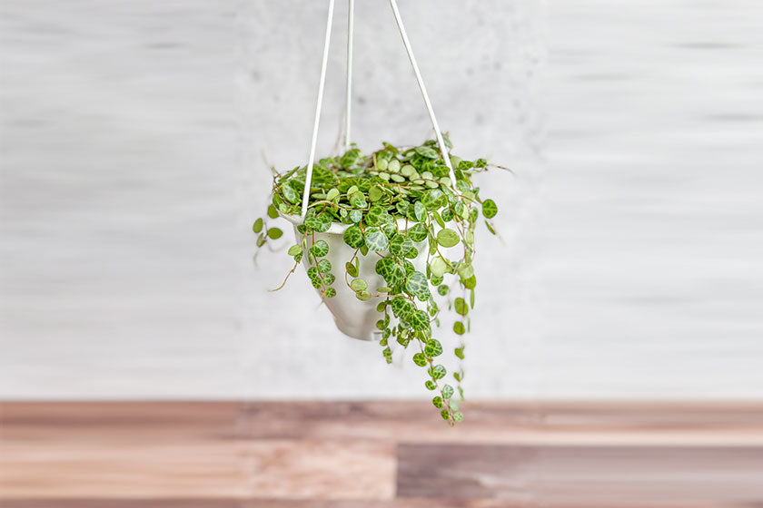 Hanging Basket String Of Turtles