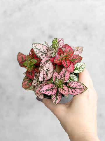 10 Clear Signs That Your Plants Are Too Cold