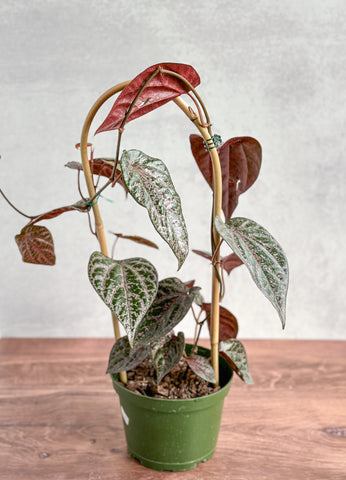 Does Music Really Affect Plant Growth?