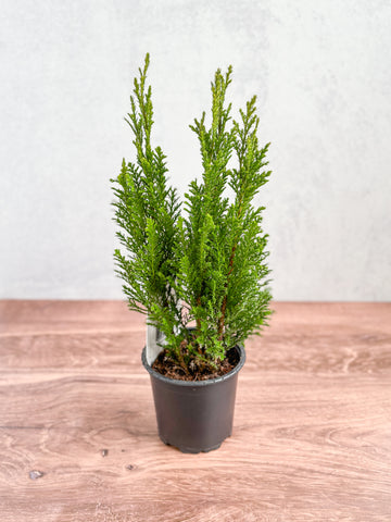 Does Music Really Affect Plant Growth?