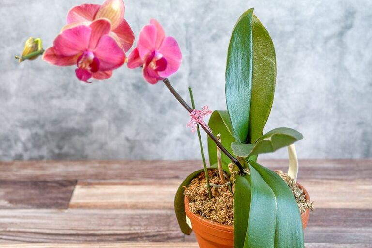 Phalaenopsis orchid with ice cubes placed on top of the potting medium