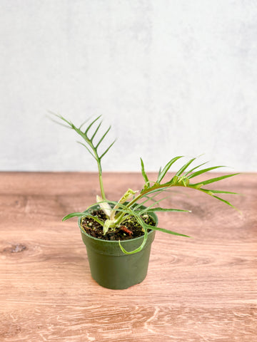 10 Clear Signs That Your Plants Are Too Cold