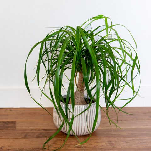 Ponytail Palm - Ed's Plant Shop