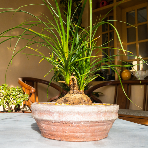 Ponytail Palm For Sale Online - Ed's Plant Shop