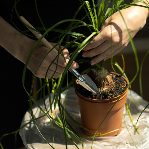 Ponytail Palm Grooming