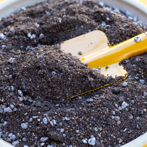 Plant Cutting