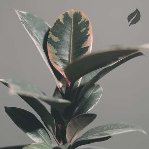 Ficus From Propagation