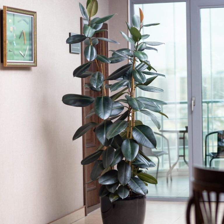 Rubber plant stem cuttings prepared for propagation in water or soil