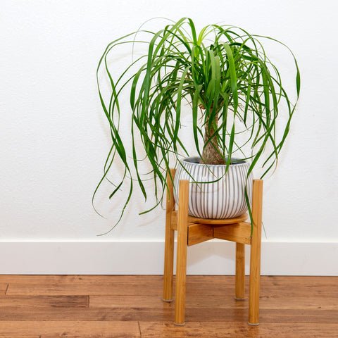 How To Make A Ponytail Palm Grow Taller: 7 Easy Steps