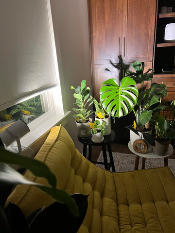 What We Love On Amazon - Grow Lights - Ed's Plant Shop