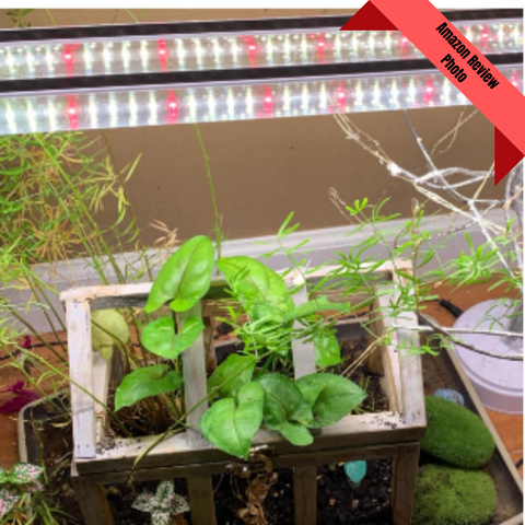 What We Love On Amazon - Grow Lights - Ed's Plant Shop
