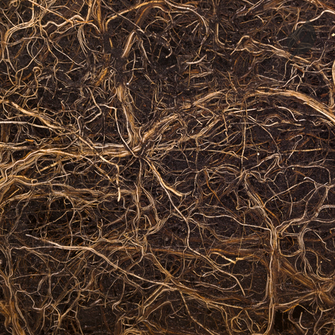 Root Stimulator For Houseplants