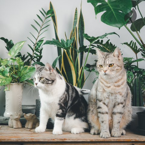 Plants & Cats - Ed's Plant Shop