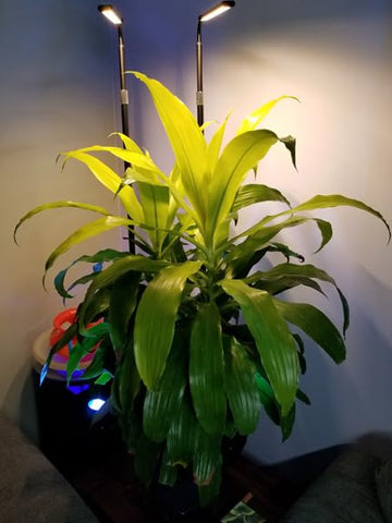 What We Love On Amazon - Grow Lights - Ed's Plant Shop