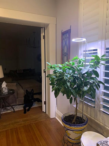 What We Love On Amazon - Grow Lights - Ed's Plant Shop