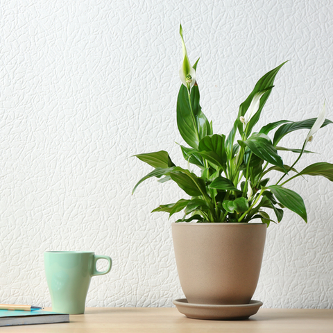 4 Best Lucky Plants For Office Desk