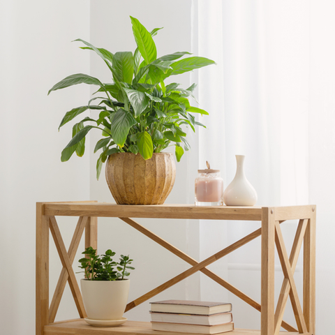 6 Small Indoor Plants For Every Corner Of Your Home