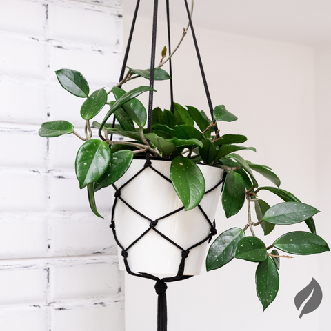 6 Stylish Indoor Plants For Every Corner Of Your Home - Ed's Plant SHop