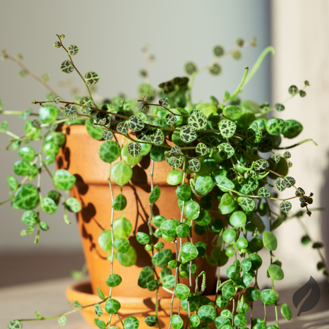 6 Stylish Indoor Plants For Every Corner Of Your Home - Ed's Plant SHop