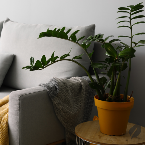 Simple Sofa With ZZ Plant