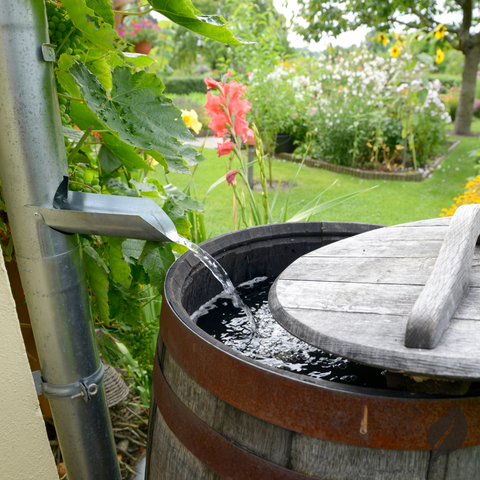 Rain Barrel