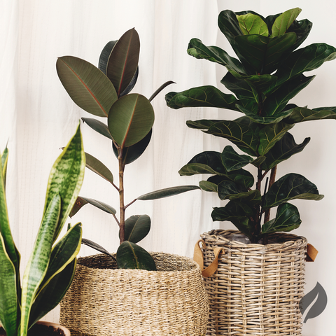 Jungle Houseplants