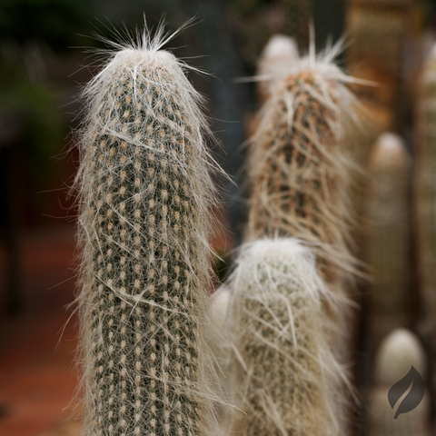 Old Man Cactus