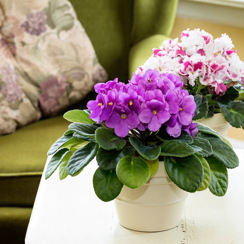 6 Stylish Indoor Plants For Every Corner Of Your Home - Ed's Plant SHop