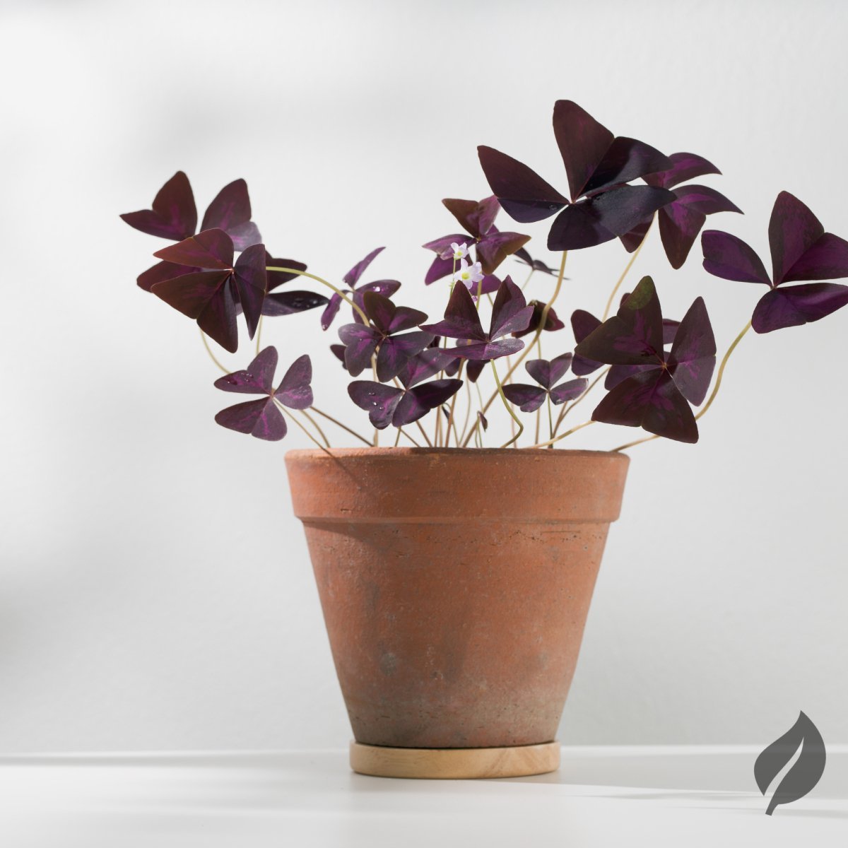 Office desk decorated with four small productivity-boosting indoor plants
