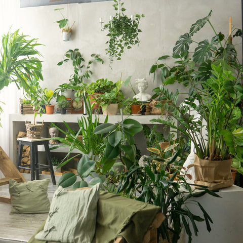 Junglecore - Ed's Plant Shop