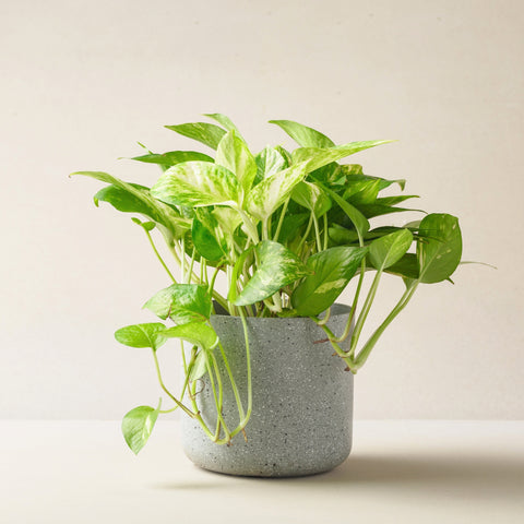 6 Stylish Indoor Plants For Every Corner Of Your Home - Ed's Plant SHop