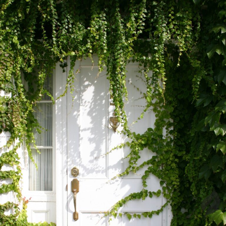 Entryway decorated with lush plants and jungle-style accessories