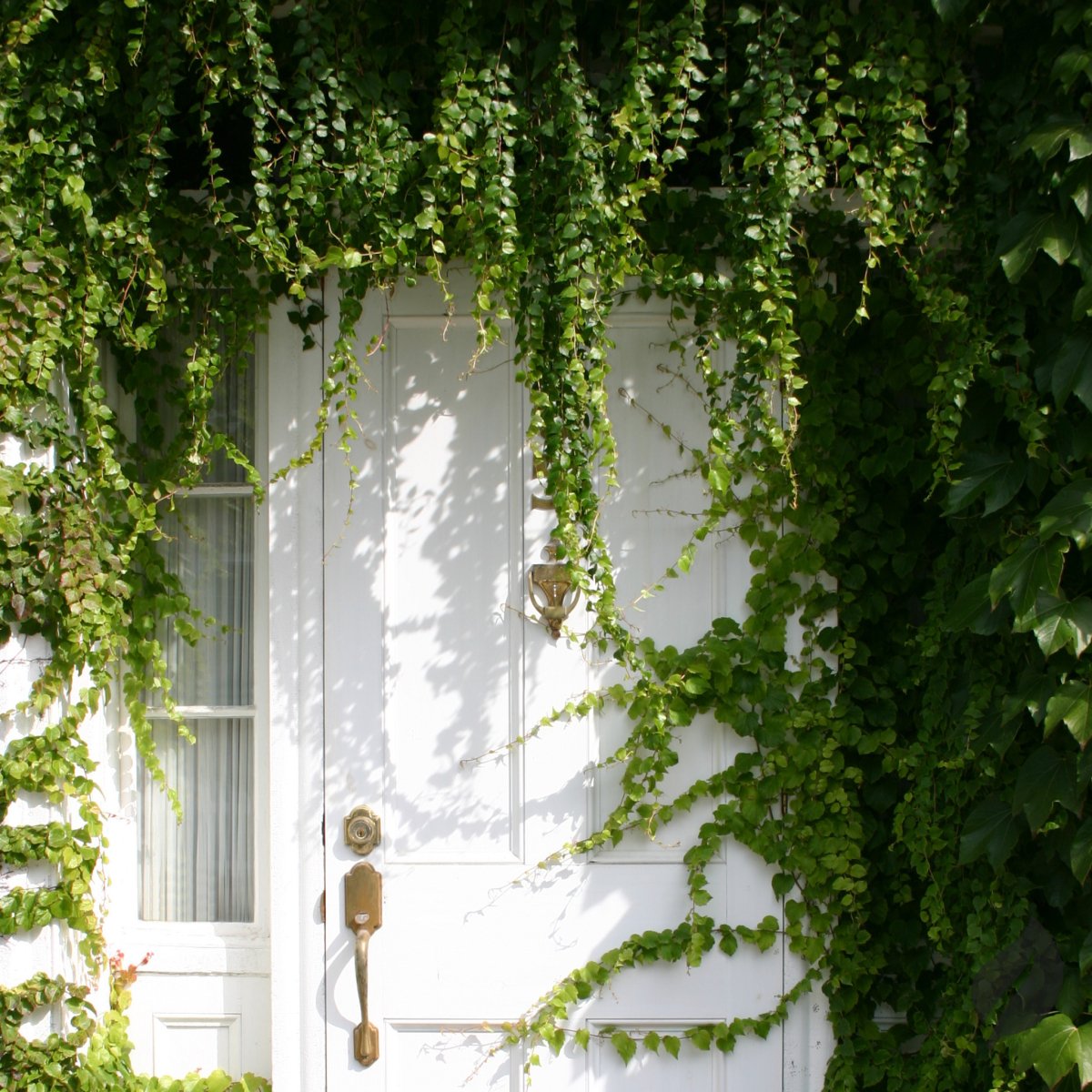 Entryway decorated with lush plants and jungle-style accessories