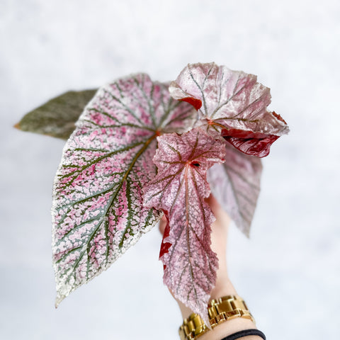 Miss Mummy Begonia with patterned foliage
