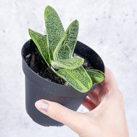 Gasteria succulent with textured leaves